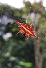 Gasteracantha versicolor