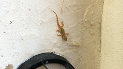 Tarentola mauritanica