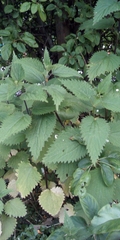 Urtica dioica