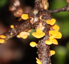 Favolaschia calocera