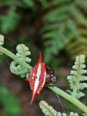Gasteracantha versicolor
