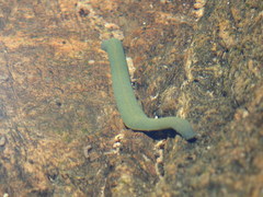 Limnatis nilotica