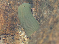 Limnatis nilotica