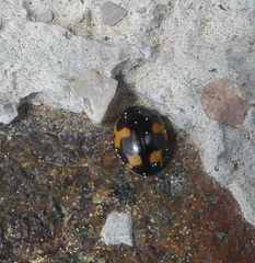 Ceratomegilla alpina