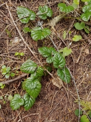 Rubus nivalis