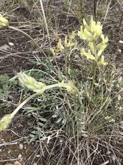 Oxytropis campestris