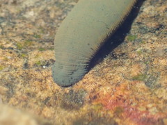 Limnatis nilotica