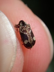 Ptinomorphus imperialis