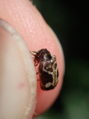 Ptinomorphus imperialis