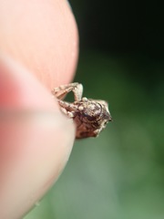 Ptinomorphus imperialis