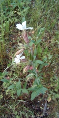 Silene latifolia