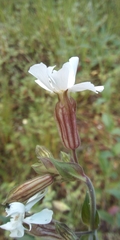 Silene latifolia