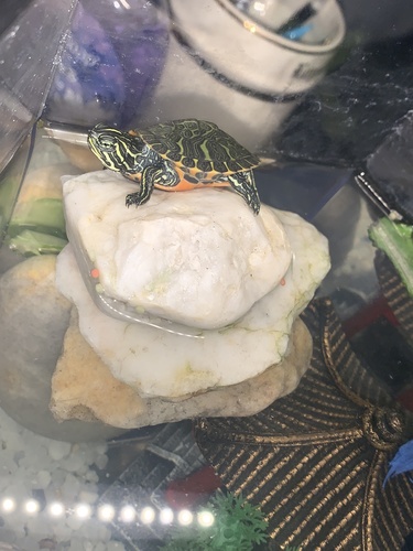 Northern Red-bellied Cooter