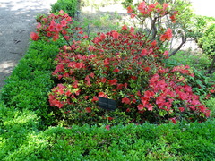 Rhododendron nakaharae