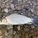 Carpiodes cyprinus - Photo (c) stockslager, alguns direitos reservados (CC BY-NC), enviado por stockslager