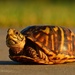 Plains Box Turtle - Photo (c) budabing, some rights reserved (CC BY-NC)