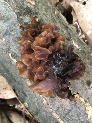 Phaeotremella foliacea