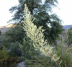 Nolina microcarpa