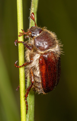 Amphimallon atrum