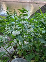 Lamium album
