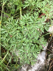 Peucedanum austriacum