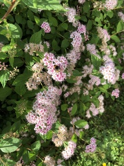 Bombus