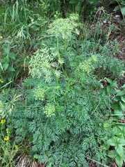 Peucedanum austriacum