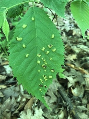 Taphrina virginica