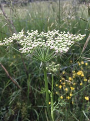 Peucedanum austriacum