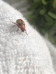 Calligrapha verrucosa