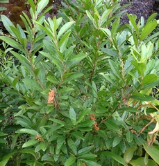 Citharexylum caudatum