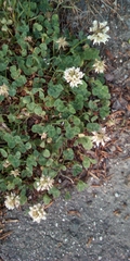 Trifolium repens