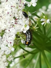 Depressaria daucella