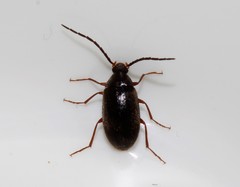 Hymenalia