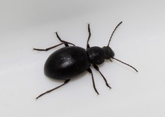 Euboeus tentyrioides