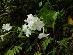 Escobedia grandiflora