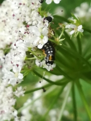 Depressaria daucella