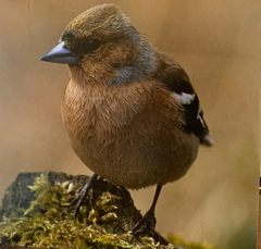 Fringilla coelebs