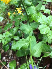 Campanula rhomboidalis