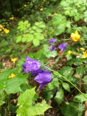 Campanula rhomboidalis