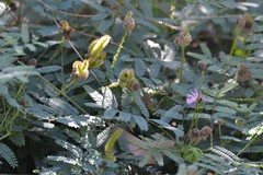 Mimosa hystricina