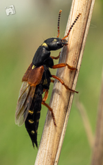 Staphylinus erythropterus