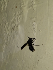 Xenorhynchium nitidulum