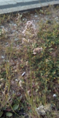 Dactylis glomerata