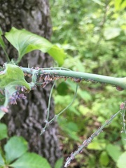 Neoprociphilus aceris