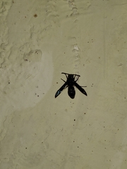 Xenorhynchium nitidulum