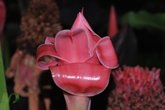 Etlingera elatior