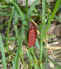 Dictyoptera