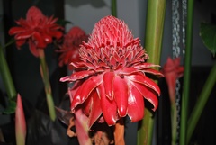 Etlingera elatior