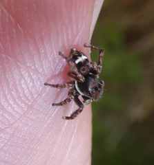 Sittisax saxicola